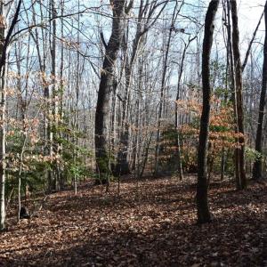 Photo #31 of NC Highway 89, Danbury, NC 160.0 acres