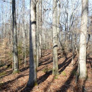 Photo #29 of NC Highway 89, Danbury, NC 160.0 acres