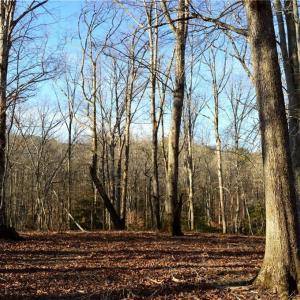 Photo #8 of NC Highway 89, Danbury, NC 160.0 acres