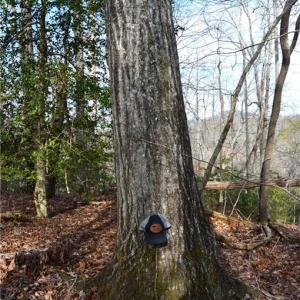 Photo #25 of NC Highway 89, Danbury, NC 160.0 acres