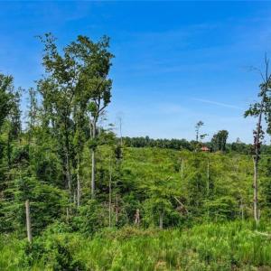 Photo #2 of Roberson, Reidsville, NC 6.0 acres