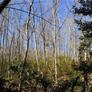Photo #17 of Hanging Rock Park, Danbury, NC 232.0 acres