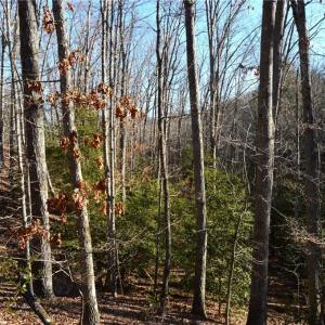 Photo #4 of Hanging Rock Park, Danbury, NC 232.0 acres