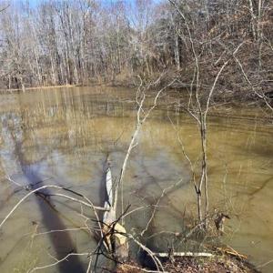 Photo #6 of 23.85ac Henderson, Pelham, NC 23.9 acres