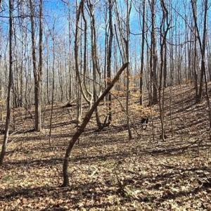 Photo #14 of 23.85ac Henderson, Pelham, NC 23.9 acres