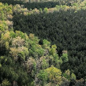 Creek line view (Hardwood line is the creek line)