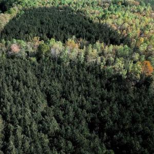 Thick in pines