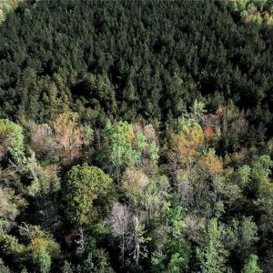 Photo #15 of Old Nc Highway 13, Asheboro, NC 66.9 acres
