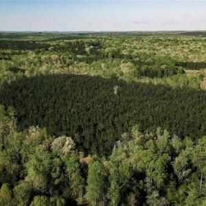 The hardwood line within the pines shows where the creek runs. There is a 50' Hardwoods buffer on each side of the creek