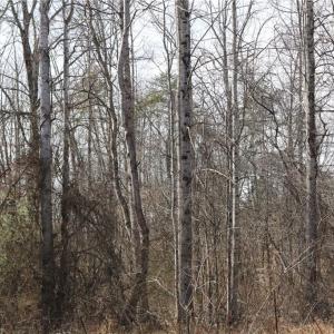 Photo #1 of Jones Chapel, Reidsville, NC 4.5 acres