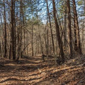 Photo #11 of Bob Mabe, Danbury, NC 23.5 acres