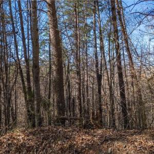 Photo #4 of Bob Mabe, Danbury, NC 23.5 acres
