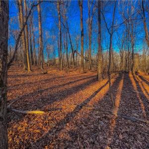 Photo #2 of 279 Palisade, Denton, NC 3.1 acres