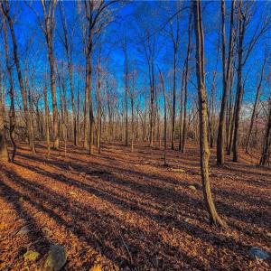 Photo #6 of 279 Palisade, Denton, NC 3.1 acres