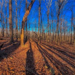 Photo #7 of 279 Palisade, Denton, NC 3.1 acres