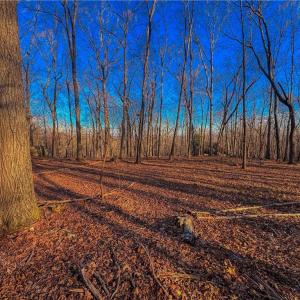 Photo #1 of 279 Palisade, Denton, NC 3.1 acres
