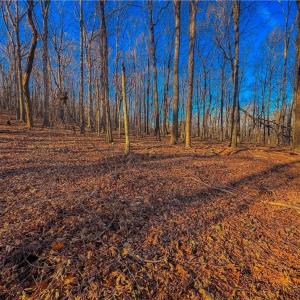 Photo #5 of 279 Palisade, Denton, NC 3.1 acres