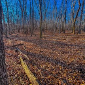 Photo #4 of 279 Palisade, Denton, NC 3.1 acres
