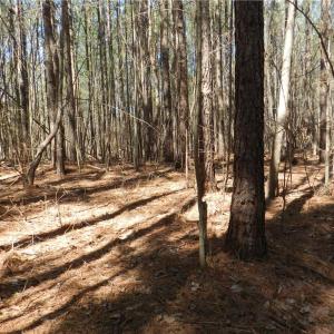 Photo #2 of Oakland, Asheboro, NC 24.0 acres