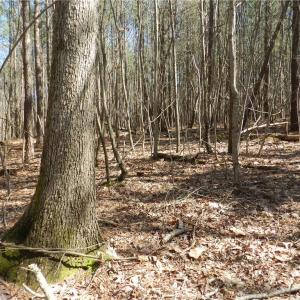 Photo #17 of Oakland, Asheboro, NC 24.0 acres