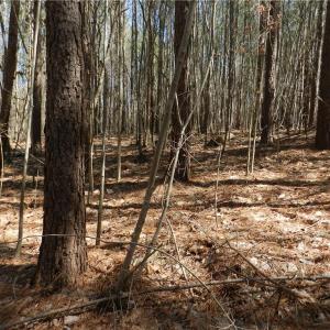 Photo #16 of Oakland, Asheboro, NC 24.0 acres