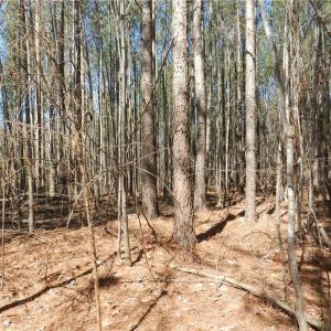 Photo #7 of Oakland, Asheboro, NC 24.0 acres