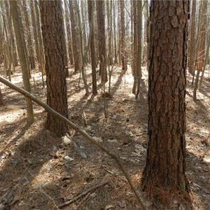 Photo #3 of Oakland, Asheboro, NC 24.0 acres