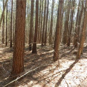 Photo #9 of Oakland, Asheboro, NC 24.0 acres