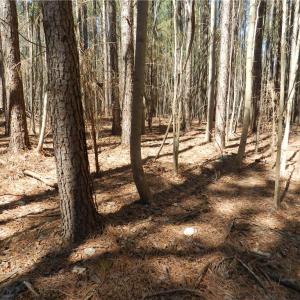 Photo #10 of Oakland, Asheboro, NC 24.0 acres