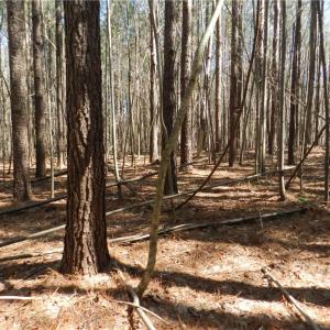 Photo #21 of Oakland, Asheboro, NC 24.0 acres