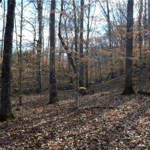 Photo #23 of Off of NC Highway 700, Pelham, NC 116.9 acres