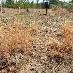 Photo #6 of Off of NC Highway 700, Pelham, NC 116.9 acres