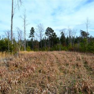 Photo #13 of Off of NC Highway 700, Pelham, NC 116.9 acres