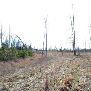 Photo #16 of Off of NC Highway 700, Pelham, NC 116.9 acres