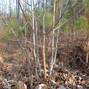 Photo #26 of Off of NC Highway 700, Pelham, NC 116.9 acres
