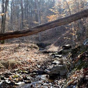 Photo #22 of Off of NC Highway 700, Pelham, NC 116.9 acres