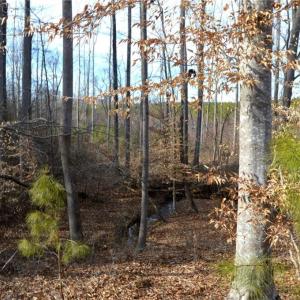 Photo #28 of Off of NC Highway 700, Pelham, NC 116.9 acres