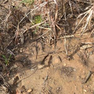 Photo #5 of Off of NC Highway 700, Pelham, NC 116.9 acres