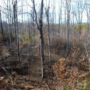 Photo #20 of Off of NC Highway 700, Pelham, NC 116.9 acres