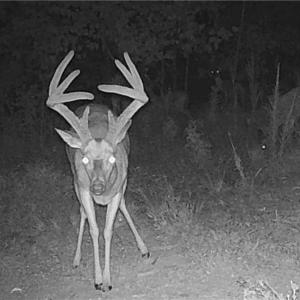 Photo #38 of Off of NC Highway 700, Pelham, NC 116.9 acres