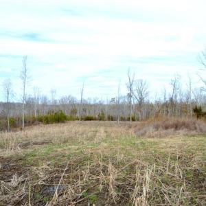 Photo #10 of Off of NC Highway 700, Pelham, NC 116.9 acres