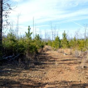 Photo #18 of Off of NC Highway 700, Pelham, NC 116.9 acres