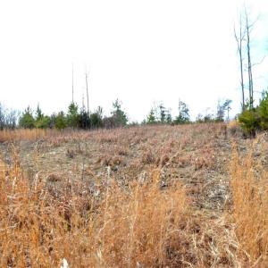 Photo #15 of Off of NC Highway 700, Pelham, NC 116.9 acres