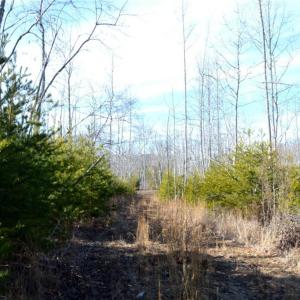 Photo #19 of Off of NC Highway 700, Pelham, NC 116.9 acres