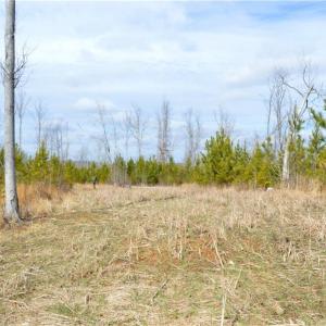 Photo #4 of Off of NC Highway 700, Pelham, NC 116.9 acres