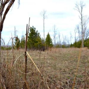 Photo #8 of Off of NC Highway 700, Pelham, NC 116.9 acres