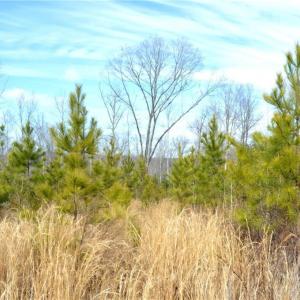 Photo #14 of Off of NC Highway 700, Pelham, NC 116.9 acres
