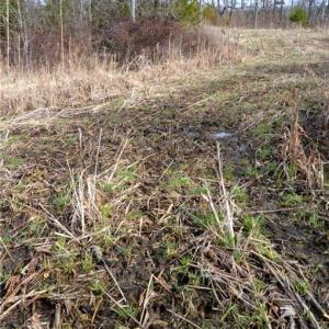 Photo #11 of Off of NC Highway 700, Pelham, NC 116.9 acres