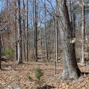 Photo #23 of Jones, Reidsville, NC 60.5 acres