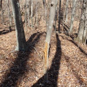 Photo #13 of Jones, Reidsville, NC 60.5 acres